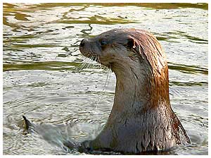 otter